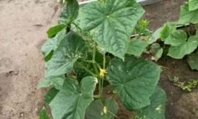 куст Хитреца