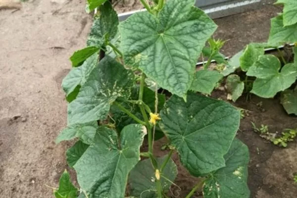 куст Хитреца