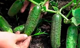 Характеристика внешнего вида растения и зеленцов