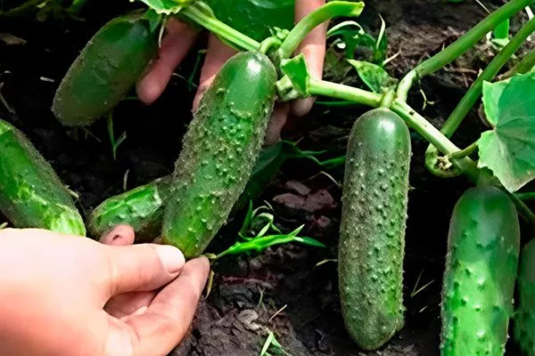 Характеристика внешнего вида растения и зеленцов