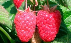 Внешние показатели куста и ягод, их вкус и предназначение