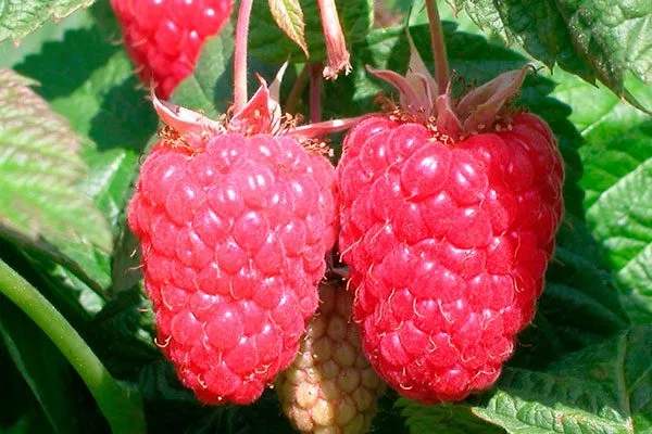 Внешние показатели куста и ягод, их вкус и предназначение