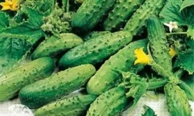 плоды Закусона