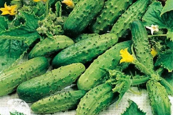 плоды Закусона