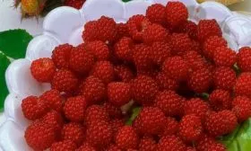 Применение в ландшафтном дизайне и кулинарии