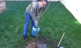 Посадка персика