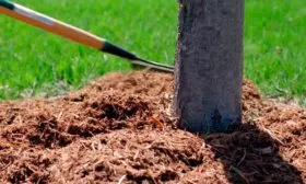 Уход за приствольным кругом