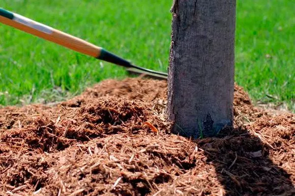 Уход за приствольным кругом
