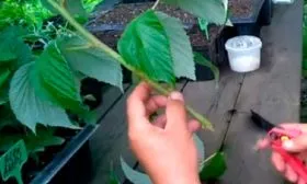 Черенкование