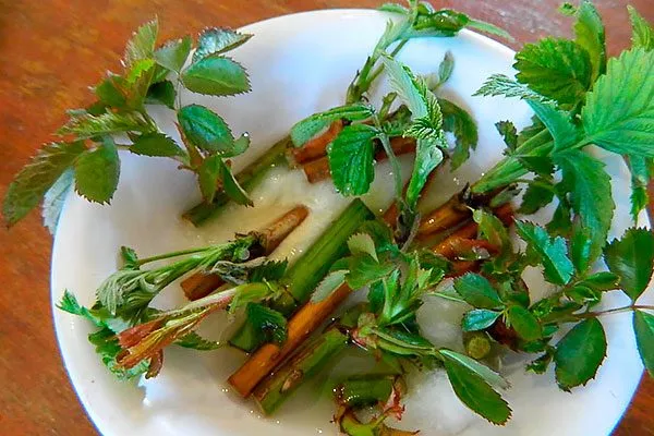 Черенкование Малина Глен Кое