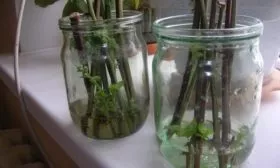 черенкование малины сорта Брянская