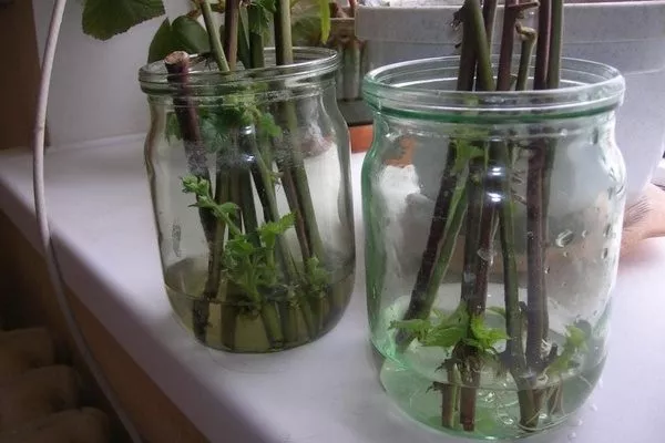 черенкование малины сорта Брянская