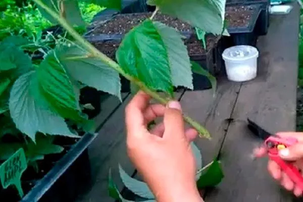 Черенкование