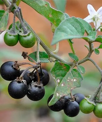 Черника Санберри ягодки