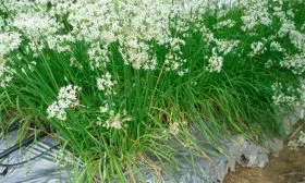 Лук Китайский чеснок