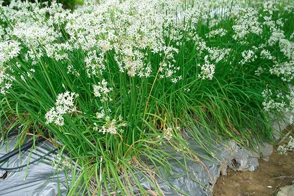 Лук Китайский чеснок