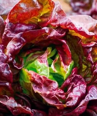 4 сезона салат