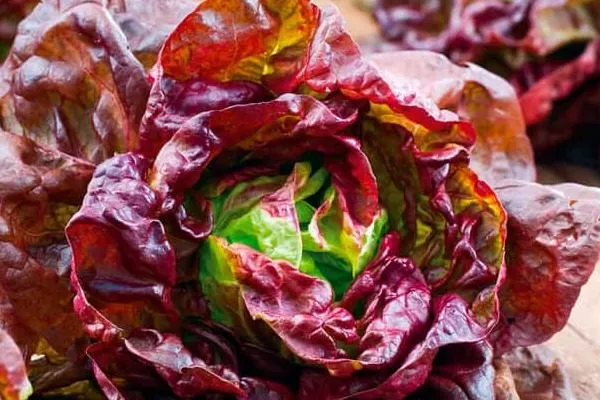 4 сезона салат