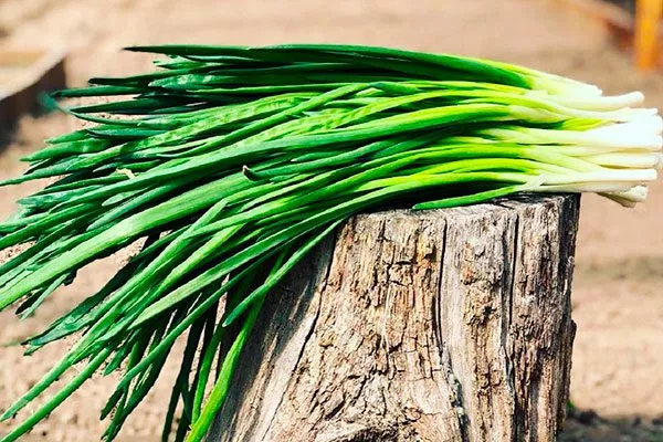 Что такое лук Китайский чеснок1