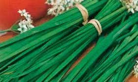 Лук Джусай – основные особенности растения1