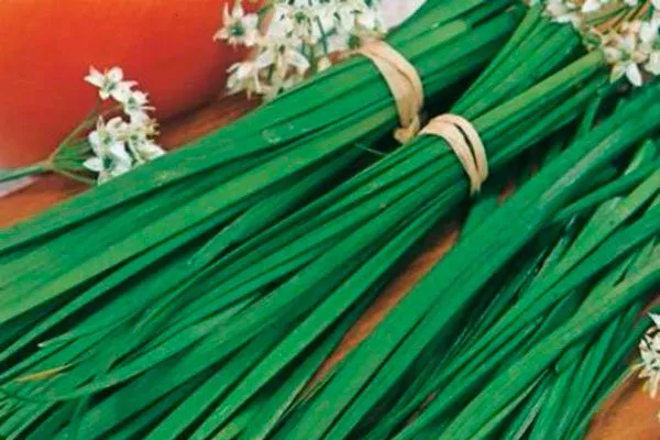 Лук Джусай – основные особенности растения1