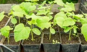 Уход за рассадой