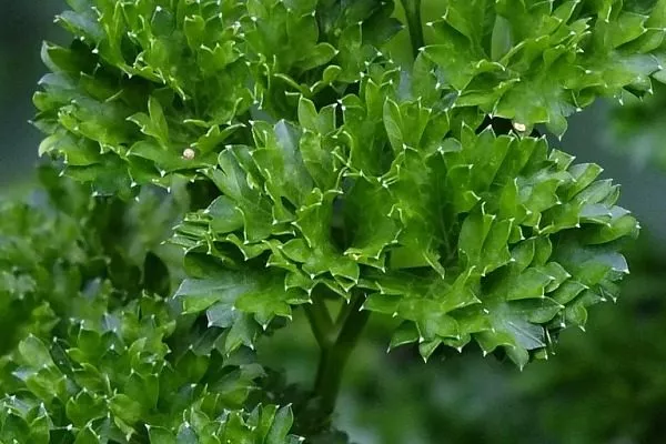 выращивание петрушки Кучерявец