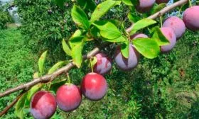 Представление о сорте