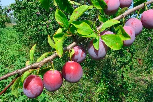 Представление о сорте