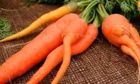 Деформация Морковь НИИОХ 336