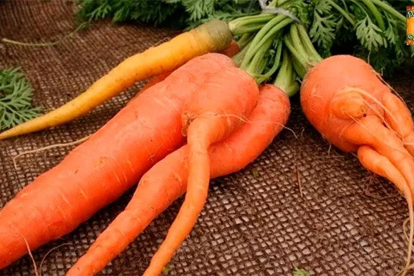 Деформация Морковь НИИОХ 336