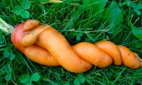 Деформация плодов