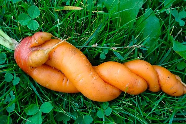 Деформация плодов