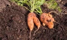 деформированная морковь