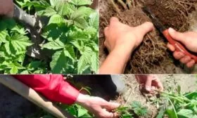 Деление куста