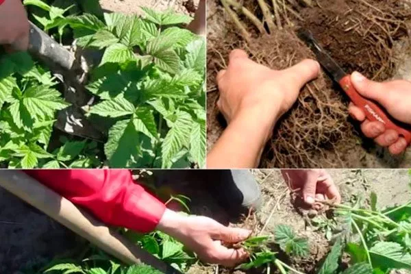 Деление куста