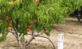 дерево Юлии