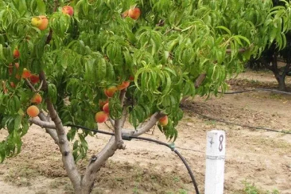 дерево Юлии