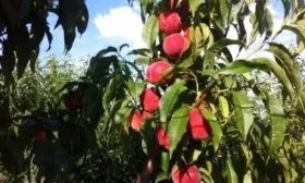 ветка Юлии с плодами