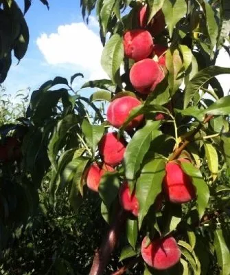 ветка Юлии с плодами