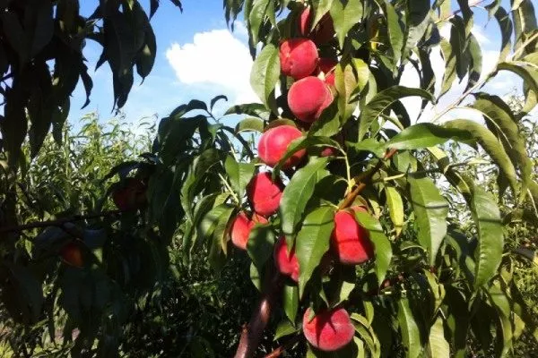 ветка Юлии с плодами