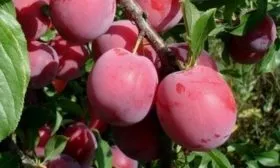 ветка сливы Веста