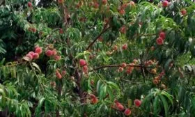 Внешний вид дерева