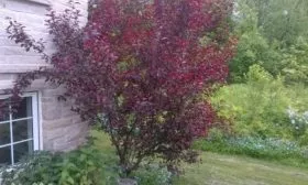 дерево сливы Голливуд