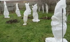 деревце укрывают агроволокном