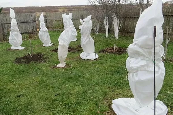 деревце укрывают агроволокном