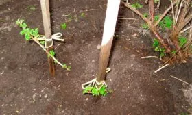 Крыжовник Конфетный отводки