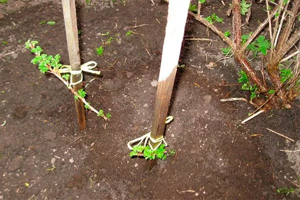 Крыжовник Конфетный отводки