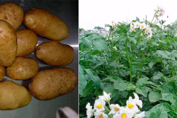 Описание клубней и кустов