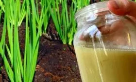 дрожжевая подкормка с травой для лука шекспир